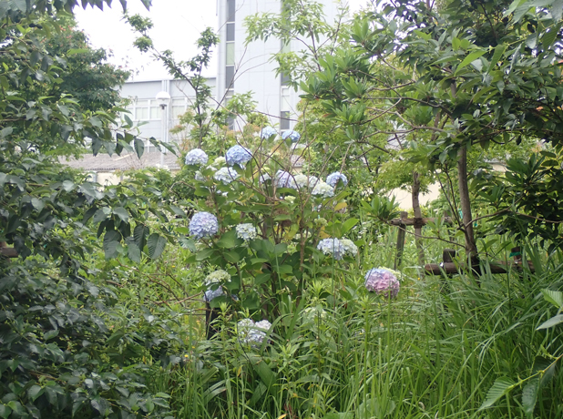地元鎌倉でよく見られるアジサイなど、地域在来の種が育つ