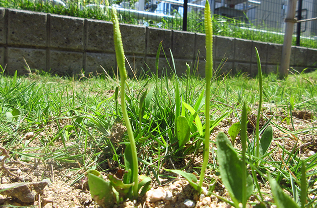 ハマハナヤスリは芝地と花壇で育成