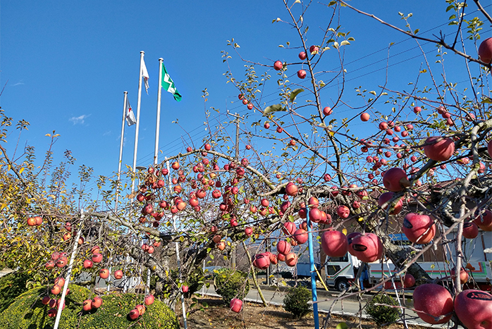 リンゴの木々が工場内外を分ける境となっている