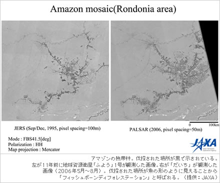 アマゾンの熱帯林。伐採された場所が黒で示されている。左が11年前に地球資源衛星「ふよう」1号が観測した画像。右が「だいち」が観測した画像（2006年5月～8月）。伐採された場所が魚の形のように見えることから 「フィッシュボーンディフォレステーション」と呼ばれる。（提供：JAXA）
