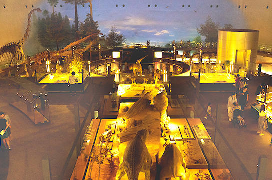 確かに恐竜は、ここにいた！