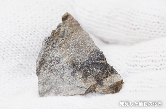 いきなり発見で、大興奮！