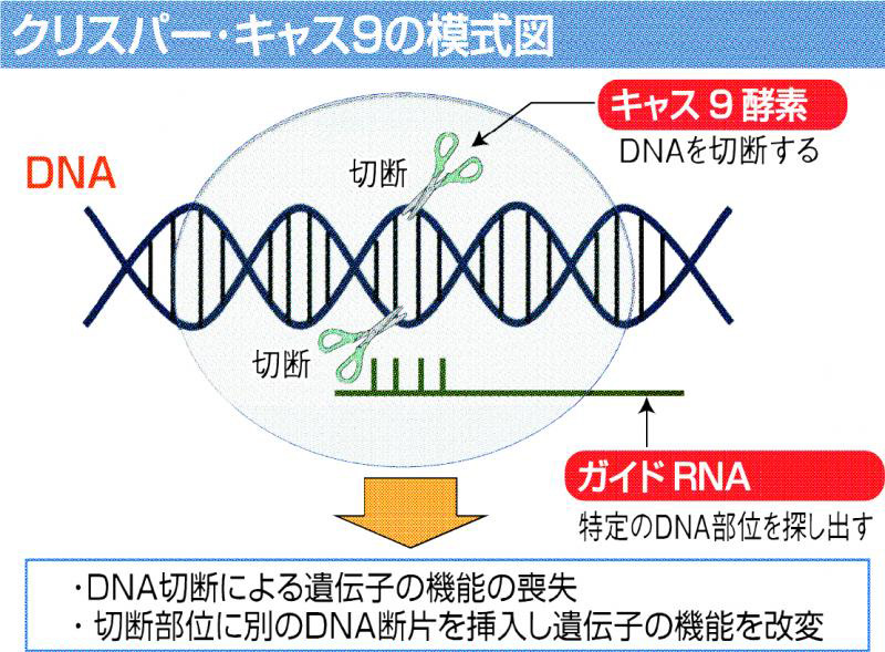 クリスパー・キャス９の模式図