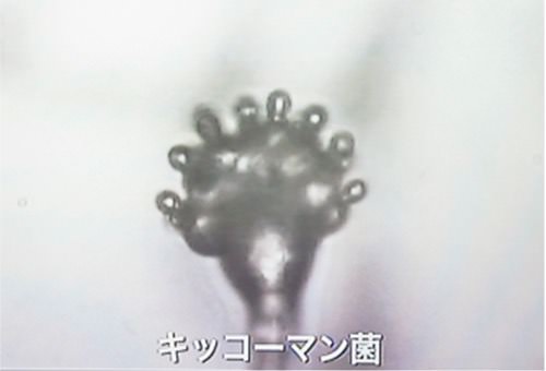 キッコーマン菌