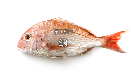 第15回鯛