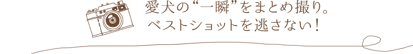 愛犬の“一瞬”をまとめ撮り。ベストショットを逃さない！