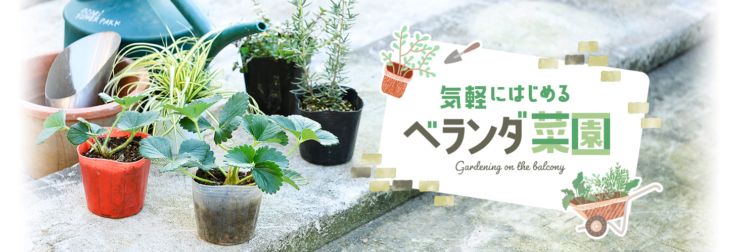 気軽にはじめるベランダ菜園