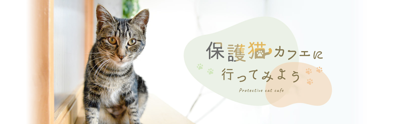 保護猫カフェに行ってみよう!