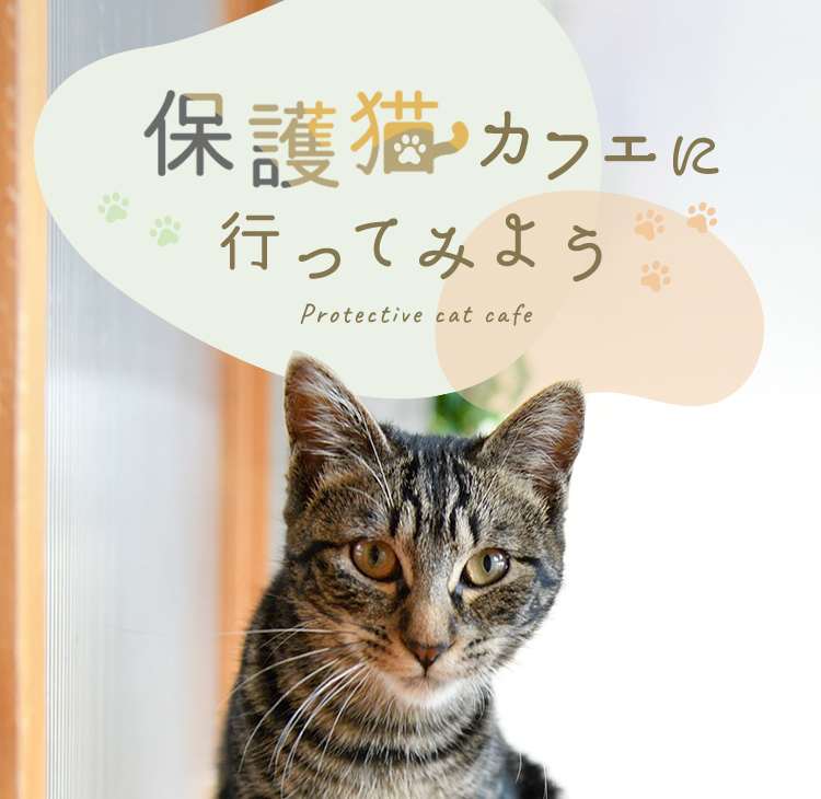 保護猫カフェに行ってみよう!