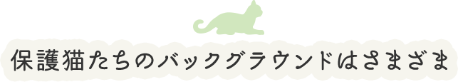 保護猫たちのバックグラウンドはさまざま