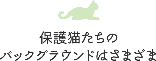 保護猫たちのバックグラウンドはさまざま