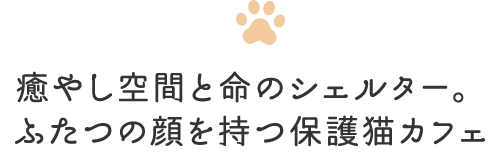 癒やし空間と命のシェルター。ふたつの顔を持つ保護猫カフェ