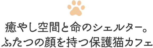 癒やし空間と命のシェルター。ふたつの顔を持つ保護猫カフェ