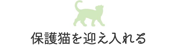 保護猫を迎え入れる