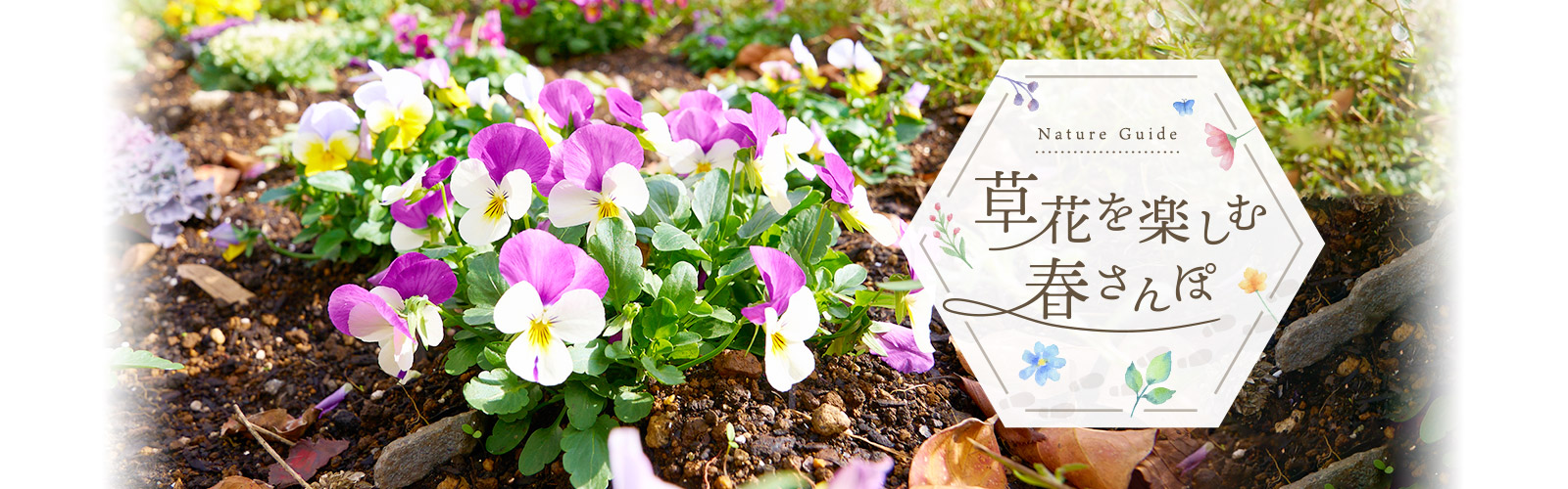 草花を楽しむ春さんぽ