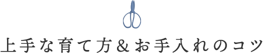 上手な育て方&お手入れのコツ