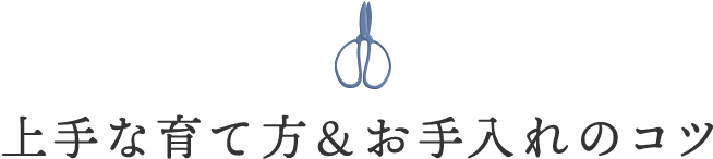 上手な育て方&お手入れのコツ