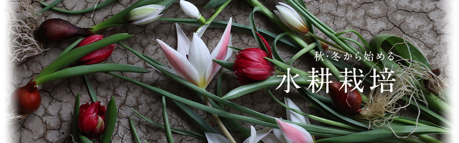 秋・冬から始める水耕栽培
