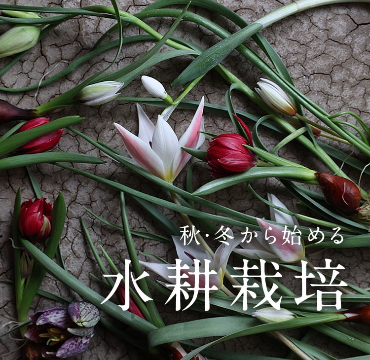 秋・冬から始める水耕栽培