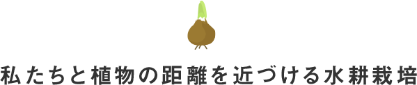私たちと植物の距離を近づける水耕栽培