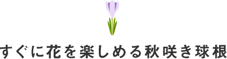 すぐに花を楽しめる秋咲き球根
