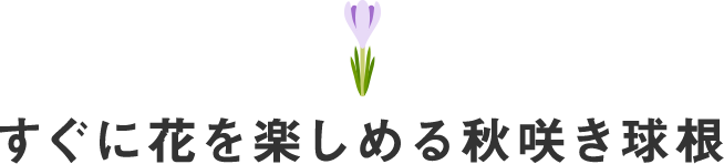 すぐに花を楽しめる秋咲き球根