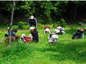 春の野原を観察する　写真1