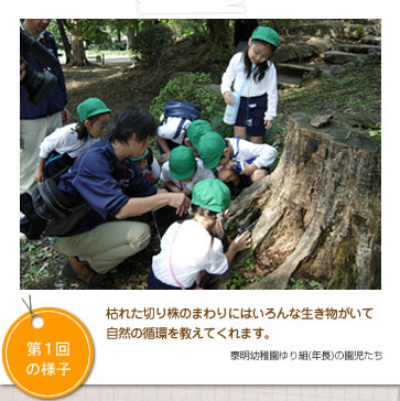 枯れた切り株のまわりにはいろんな生き物がいて自然の循環を教えてくれます。（泰明幼稚園ゆり組(年長)の園児たち）