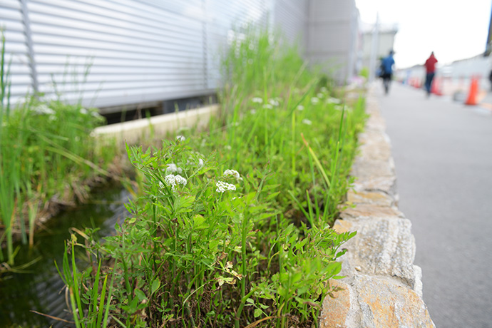 ビオトープの写真