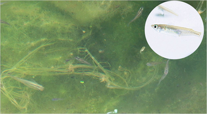 地元新聞にも「三菱メダカ」として紹介されたの写真