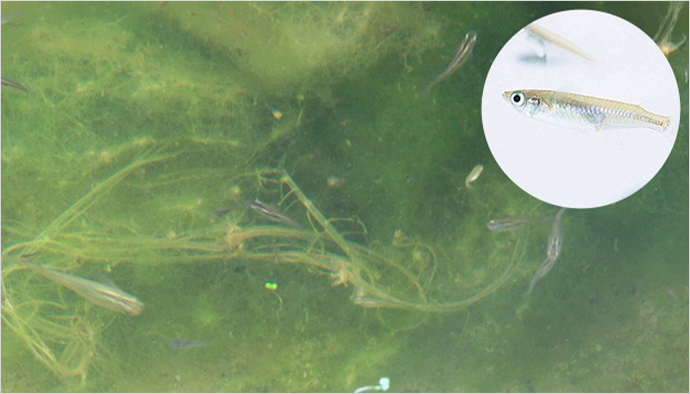 地元新聞にも「三菱メダカ」として紹介されたの写真