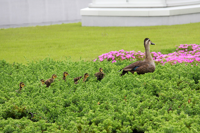 カルガモの親子の写真