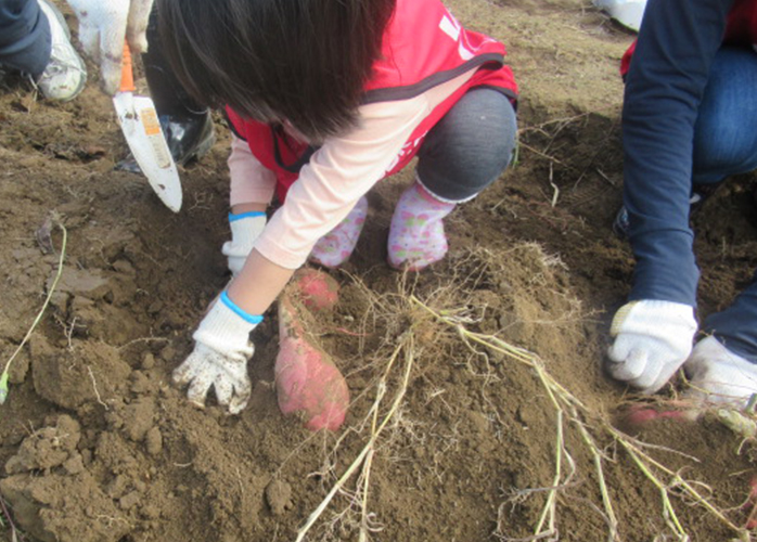 子どもたちとともにサツマイモを収穫