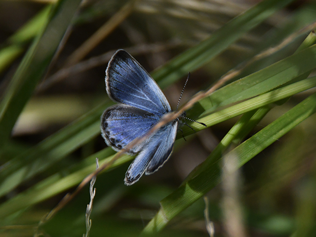 ヤマトシジミ（オス）