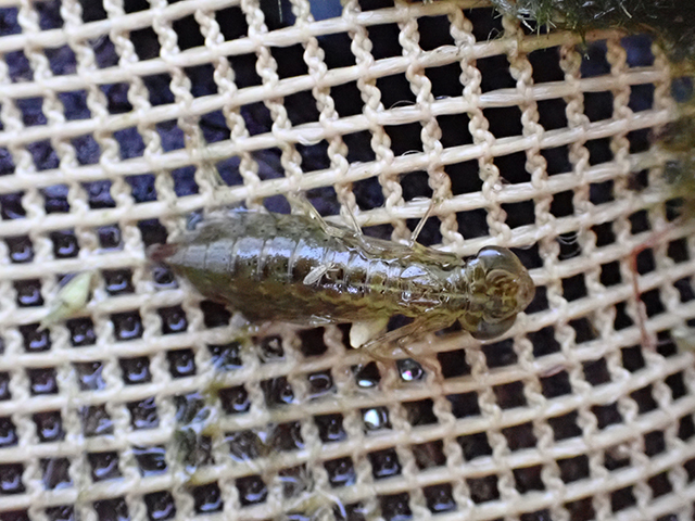 ギンヤンマのヤゴ