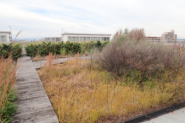 主に草地と低木からなる緑地