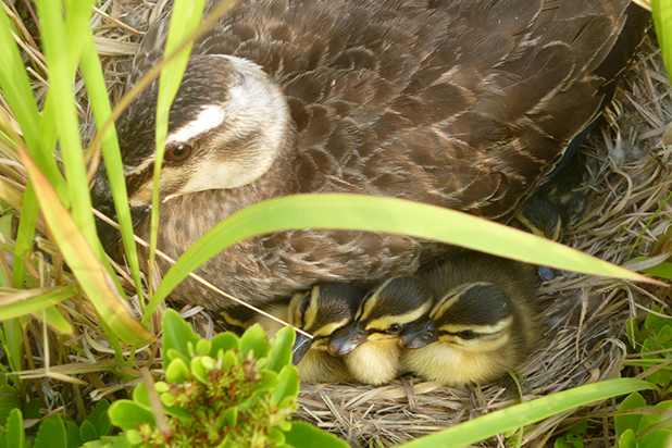 毎年数組が営巣・産卵しているカルガモ。ヒナの成長後、周辺の水田に移動していると思われる