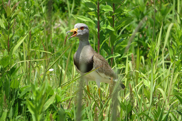 屋上緑地で毎年確認されるケリ