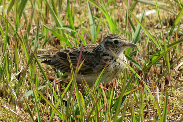 屋上緑地で確認されたヒバリ