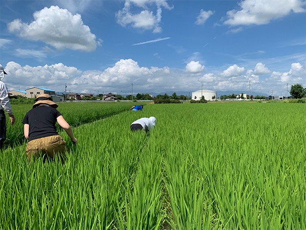 化学肥料を使わないなど、ホタルに配慮して管理されている水田