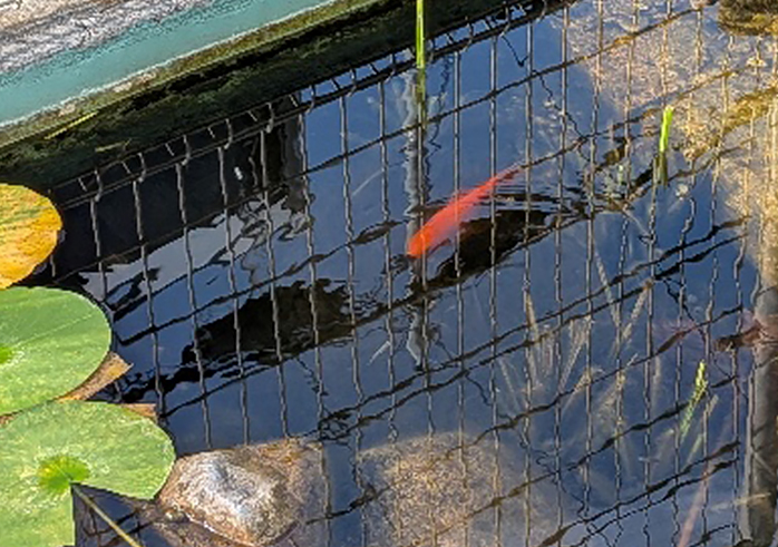 鑑賞魚