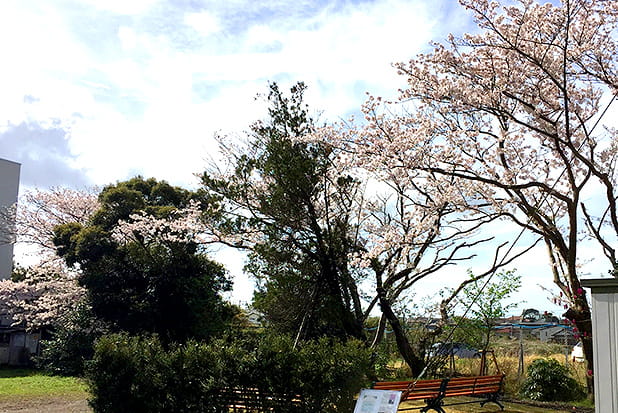 桜満開シーズンの様子
