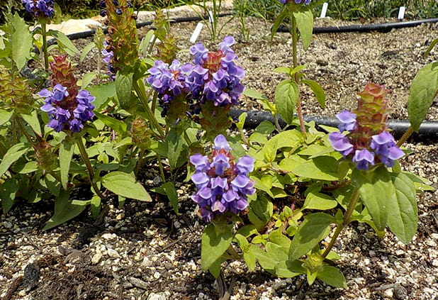 ウツボグサ（5～6月）