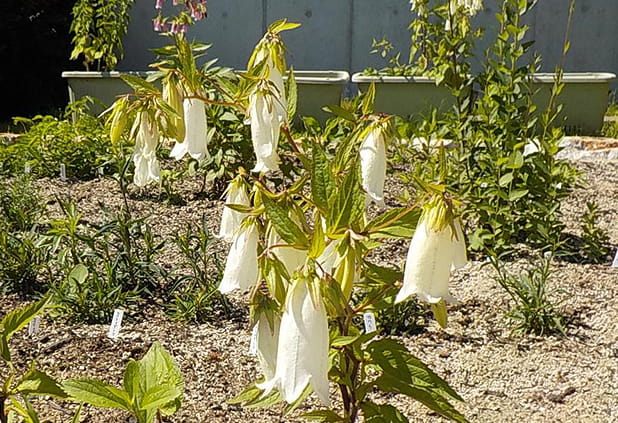 ホタルブクロ（5～6月）