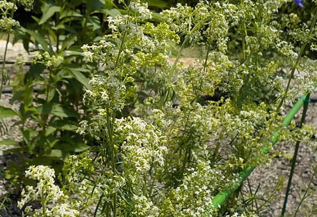 カワラマツバ（5～7月）