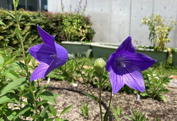 キキョウ（6～9月）