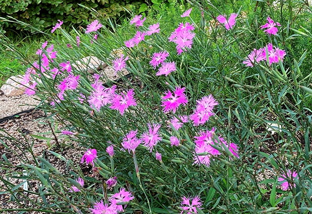 カワラナデシコ（6～9月）