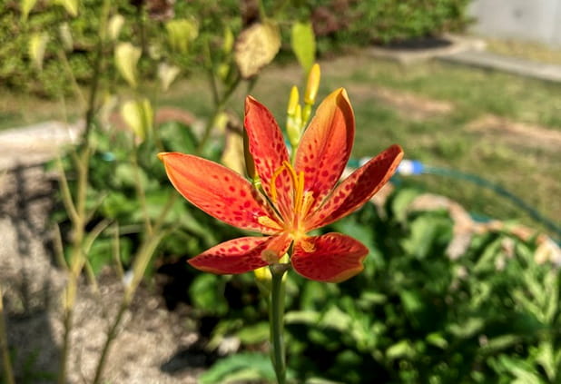 ヒオウギ（7～8月）