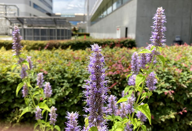 カワミドリ（8～10月）