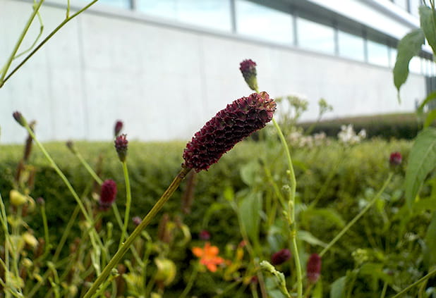 ワレモコウ（8～9月）